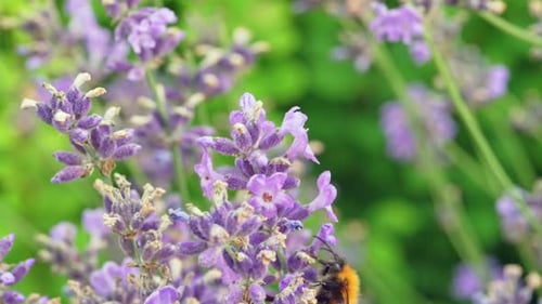 A Bee Collects Honey From Blue Flowers on a Bush Slow Motion Macro Video