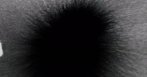 Black Paint Water Drop Reveal Transition Wipe Wave