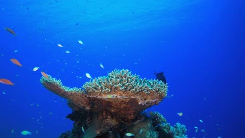 Vibrant Coral Reef Ecosystem with Colorful Fish