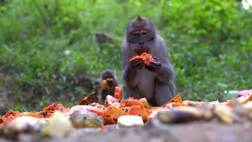 Monkey Eats Piece of Fruit in Natural Setting