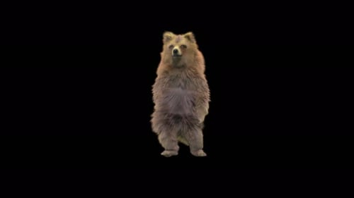 Realistic Brown Bear Waving Hello Animation