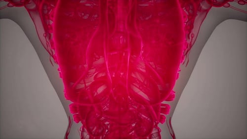 Anatomy Tomography Scan of Human Body