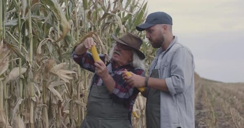 Happy Farmers Examining Corn in Field
