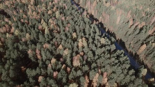 Autumn forest and road with traffic cars in Ural