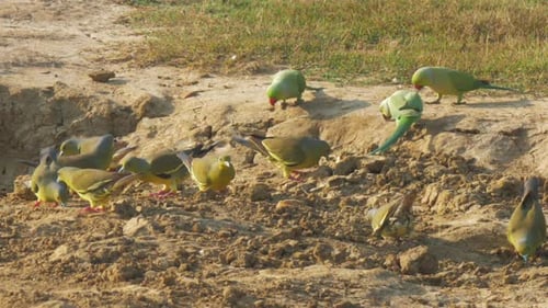 Funny Parrots of Green Colour Search for Food on Ground