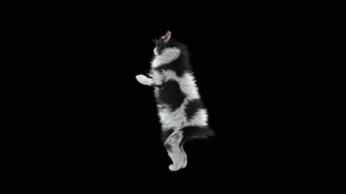 Cat Dancing HD