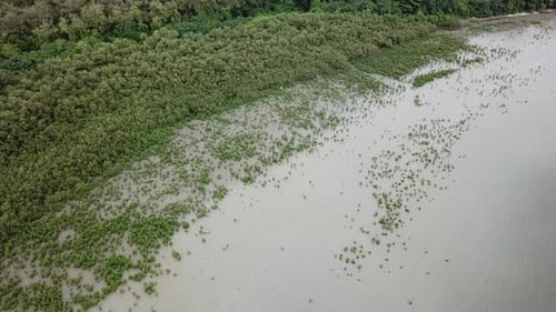 View from top mangrove tree