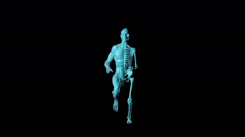 3D Human Muscular Skeletal System Running Medical Animation