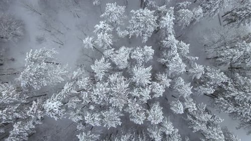 Top Down View of a Winter Forest