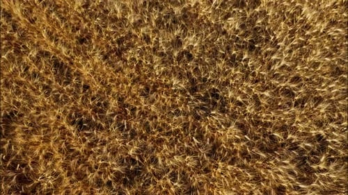 Top View of a Wheatfield