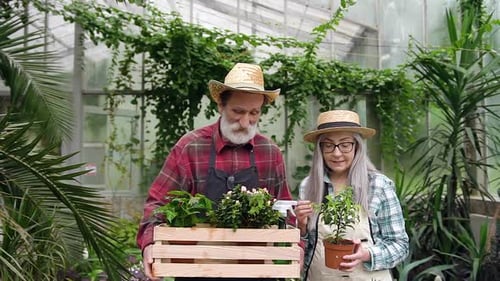 Senior Couple Gardening in Lush Greenhouse with Plants