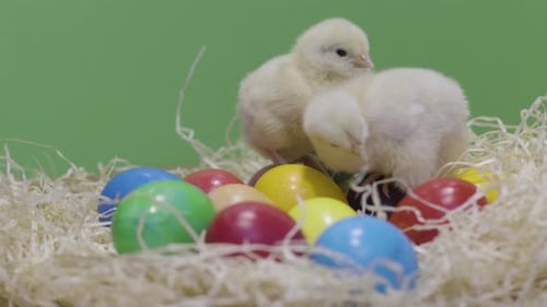 Little Chickens Playing on Colorful Easter Eggs. Green Background. Fluffy Chick