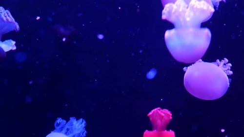 Glänzende, lebendige fluoreszierende Quallen leuchten unter Wasser, dunkles Neon, dynamisch, pulsierend, ultraviolett