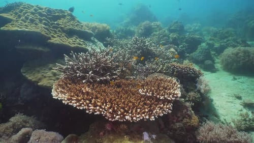 Coral Reef Tropical Fish