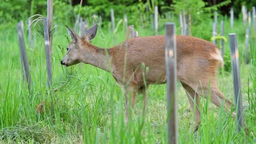 Reh im Gras, Capreolus capreolus. Wildes Reh in der Natur.