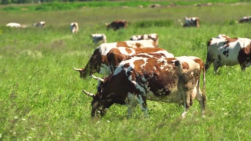 Cows Grazing Peacefully in Green Rural Pasture