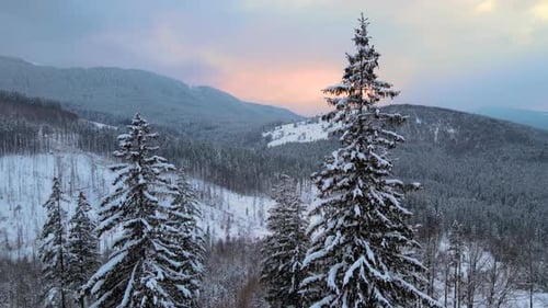 Amazing winter landscape with pine trees of snow covered forest in cold foggy mountains at sunrise.