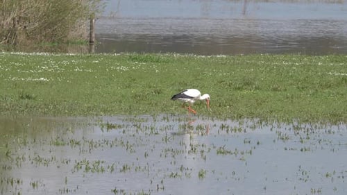Storch sucht Nahrung in den Auen des Flusses IJssel in den Niederlanden