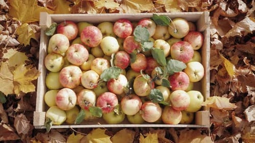 Ripe Apples in Crate Surrounded by Autumn Leaves
