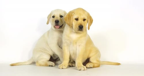 Gelber Labrador-Retriever, Welpen auf weißem Hintergrund, Normandie, Zeitlupe 4K