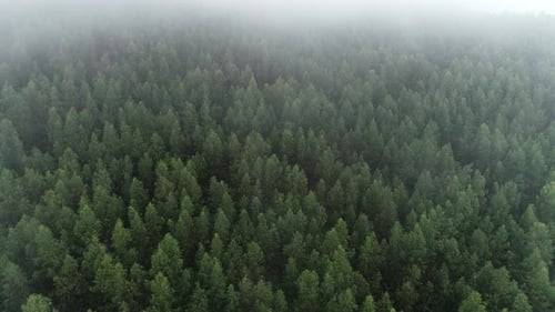 Aerial View of Foggy in the Morning Forest. Natural Background