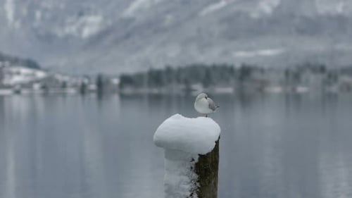 Lone Seagull on Snowy Post Winter Landscape
