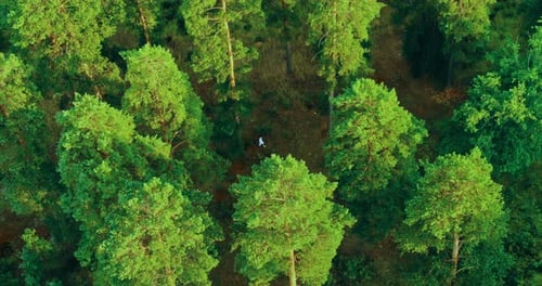Vacation in Nature a Girl Walks Through the Forest