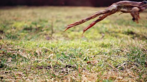 Frog jumping in the spring grass, slow motion
