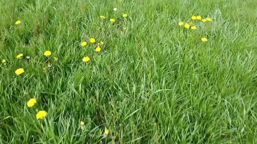 Vorwärts bewegender Schuss von Gras und Löwenzahn.