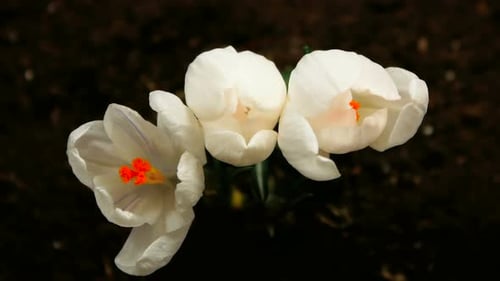 White Flowers Blooming in Time Lapse