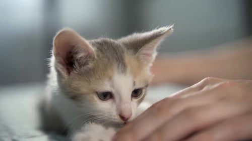 Female Hand Stroking Little Striped Kitten Lying on Cat Bed in Bedroom