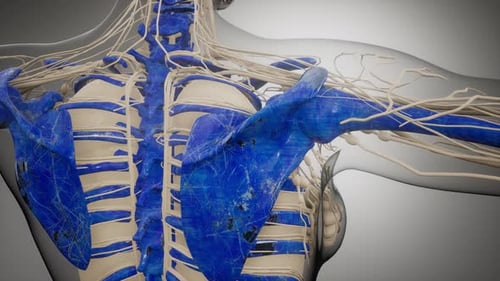 3D Animation of Human Torso Nerves and Skeletal Anatomy