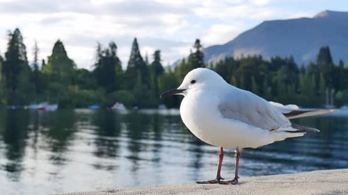 Lonely seagull stand with background Lake Wakatipu