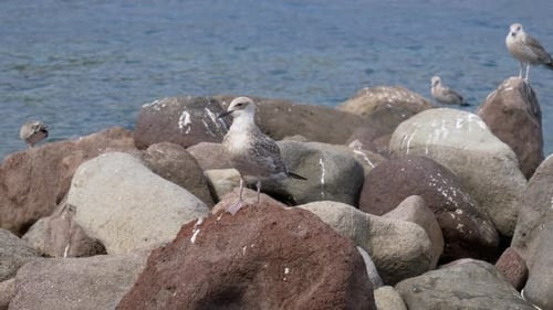 Seagull Rock Meer