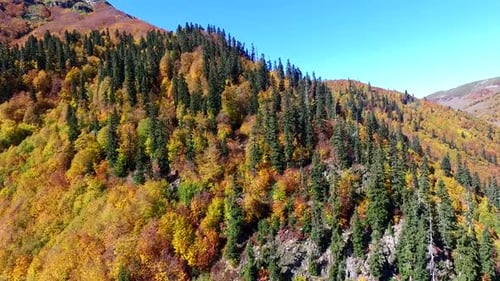 Herbst Woods