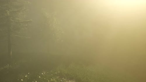 Magical Forest with Sparkles