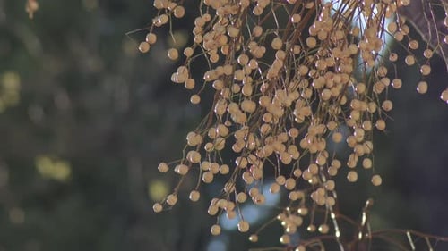 Close Up of Beige Fruits on Thin Branches
