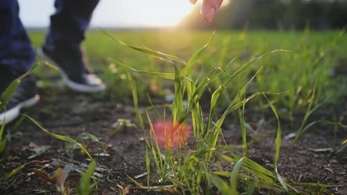 Farmer Hand Touches Green Wheat Crop Germ Agriculture Industry