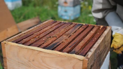 Beekeeper Inspecting Beehive in Rural Landscape