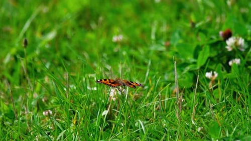 Butterfly on Clover Flower