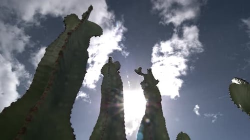 Clouds rushing over cactuses