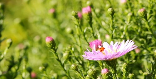 Ladybug Crawling on Blooming Purple Flower