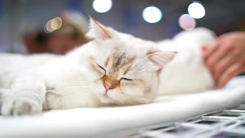 Sleeping White Cat on a Soft Blanket