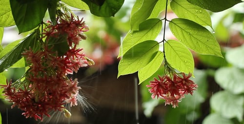 Rain Falling on Vibrant Red Flowers and Greenery