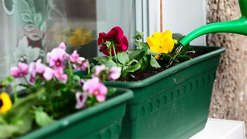 Colorful Flowers Being Watered on Windowsill