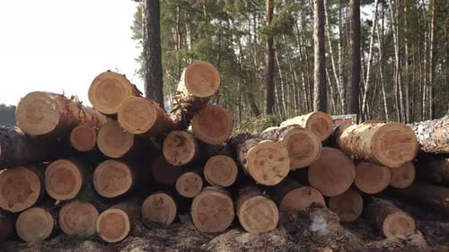 Big Stack of Sawn Tree Trunks Lying in the Pine Forest Filmed in Closeup
