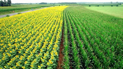Vue aérienne de rangées de tournesol et de maïs dans les champs.