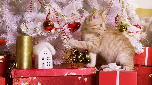 Playful Kitten with Christmas Tree Ornaments