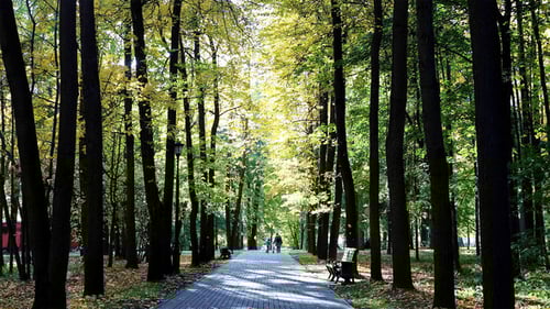Empty Alley of The City Autumn Park