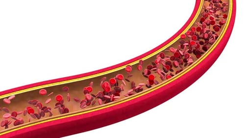 Red Blood Cells Flowing in Blood Vessel Animation